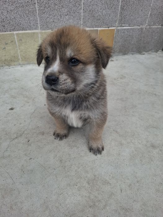 Бебета Акита Ину