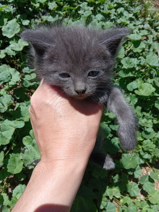 Отдам       котят