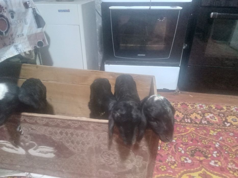 Қозылар сатылар,соскаға үйренген