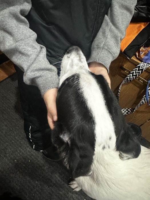 Отдам в ДОБРЫЕ руки