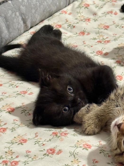 Продам котят шотландцы