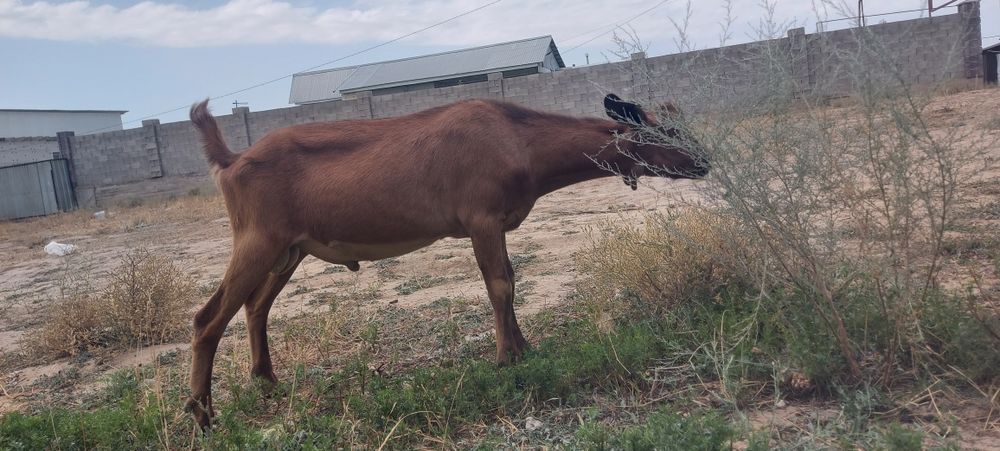 Козел породистый