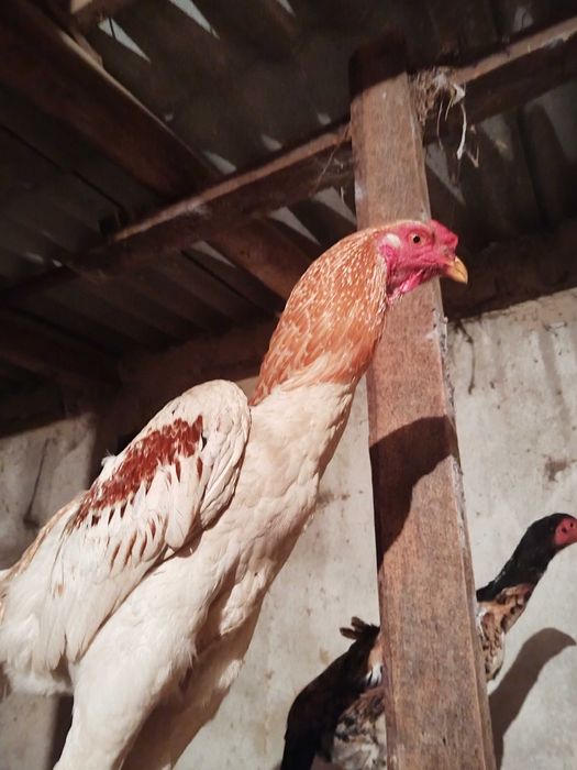 Қораз Дакан 8 айлық