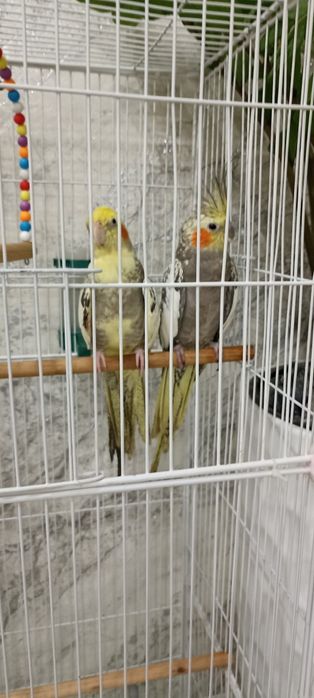 Продам Попугай корелла