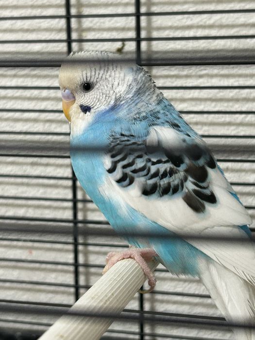 Попугай девочка