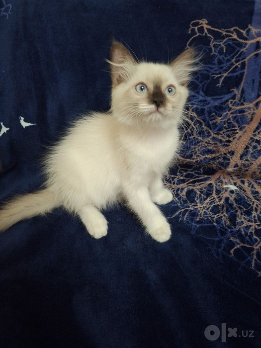 Ragdoll zotli mushuk sotiladi