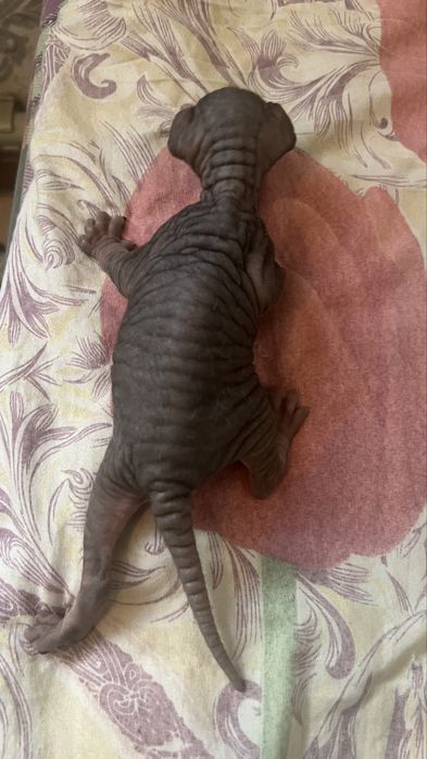 Котенок сфинкс породы бронь