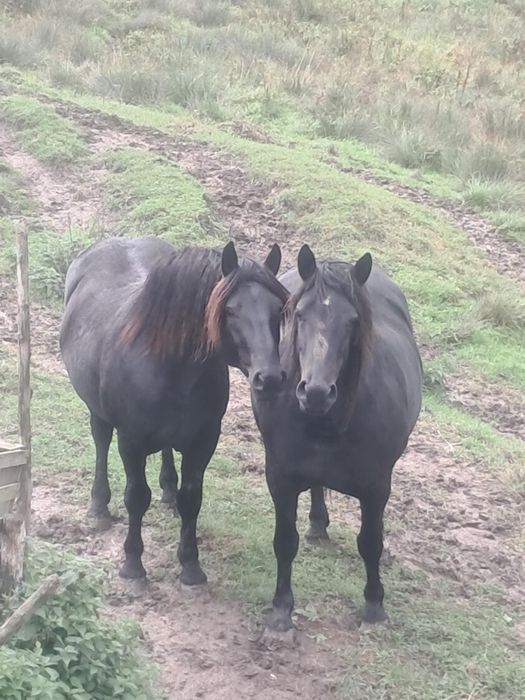 Armasar si iapa de vanzare