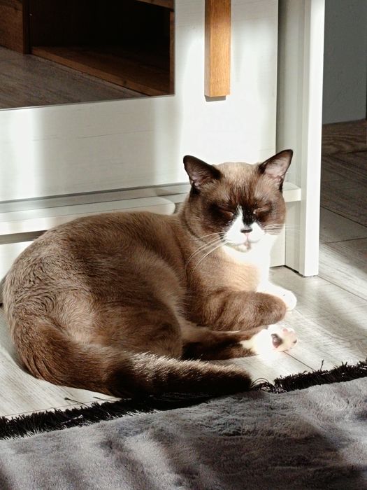 Donez pisicuță în vârstă de un an