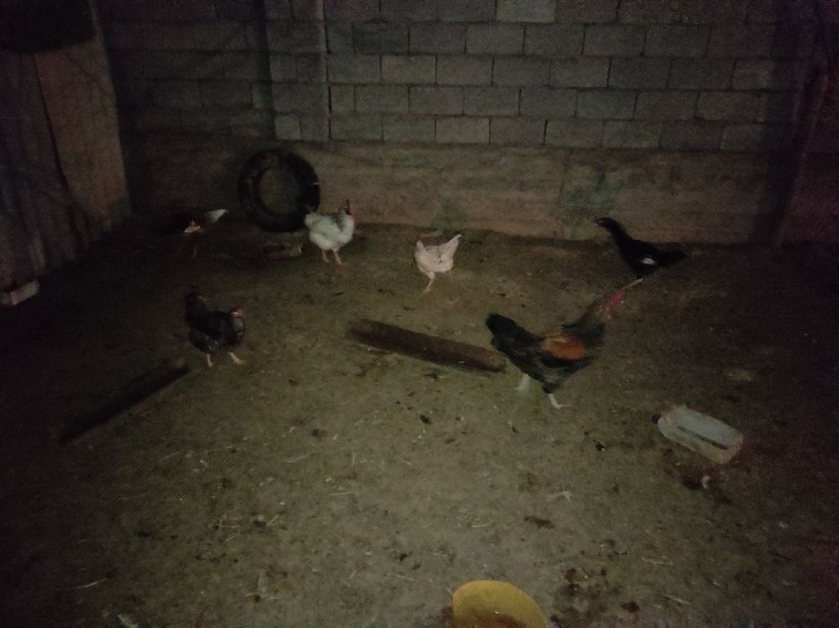 Домашние курицы ,