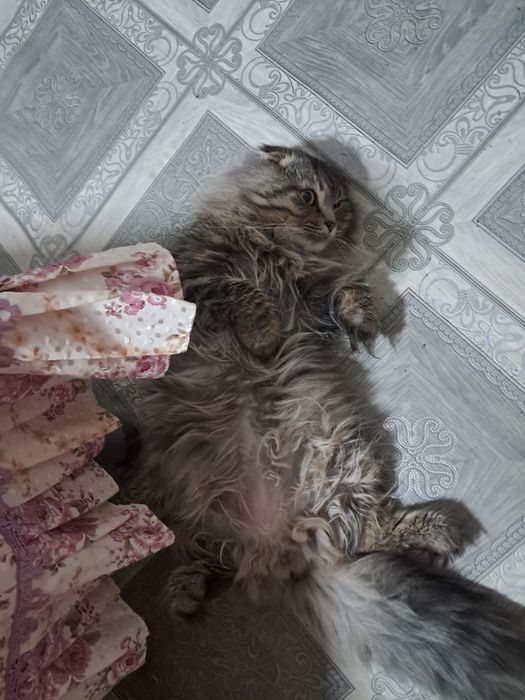 Вислоухий длинношерстный шотландец