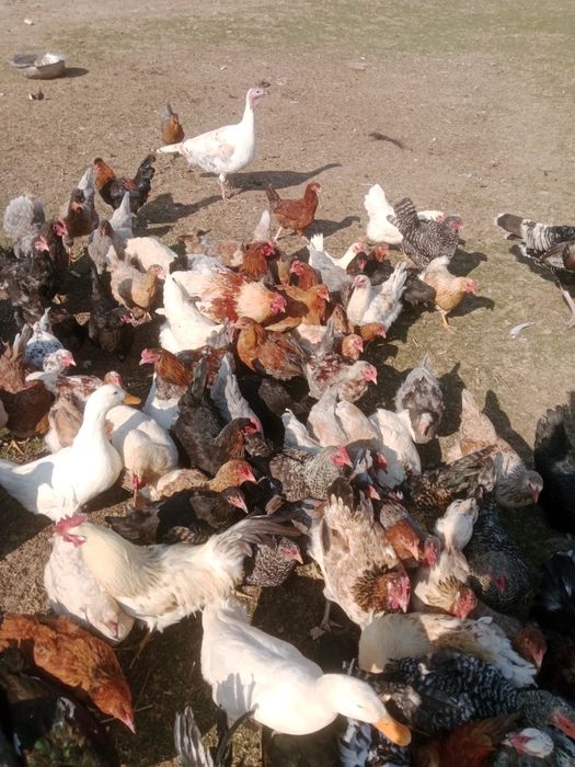 Тауықтар сатылады