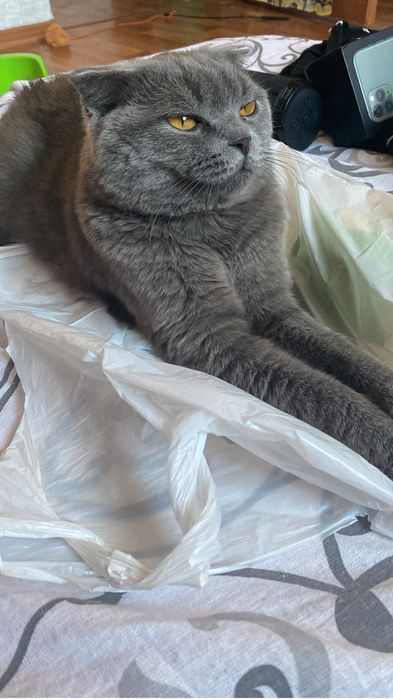 Отдам в добрые руки