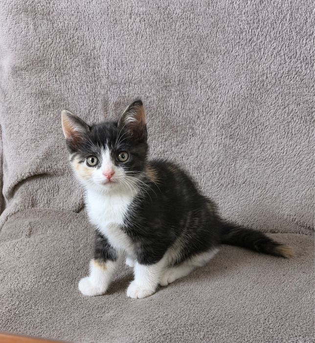 Котенок, девочка