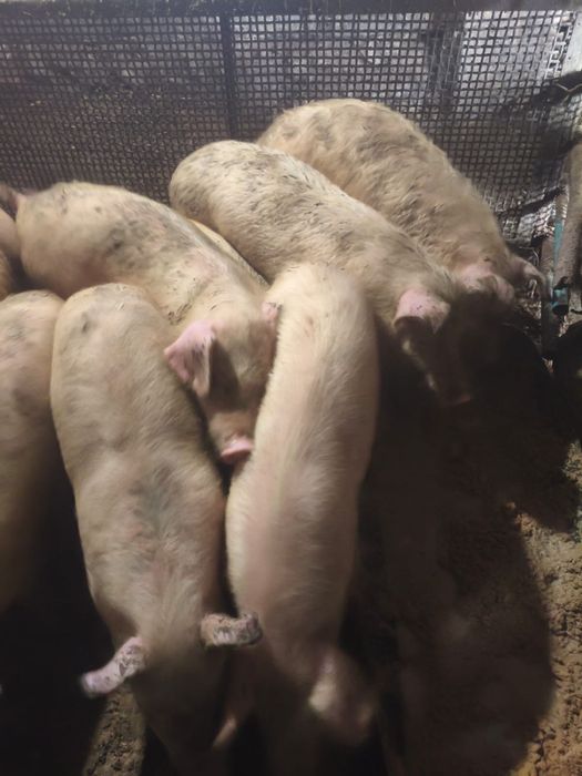 Продам поросят  5-6 месяцев