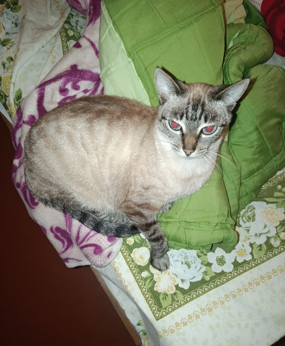Потерялась кошка