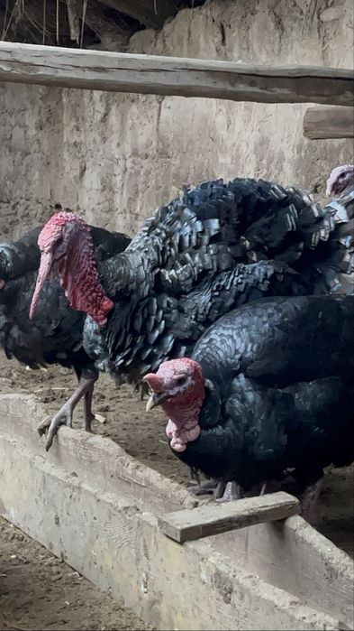 Индюки Гибрид қораздар сатылады