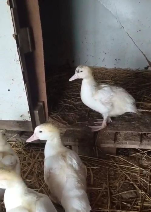 Индаутка сатамын