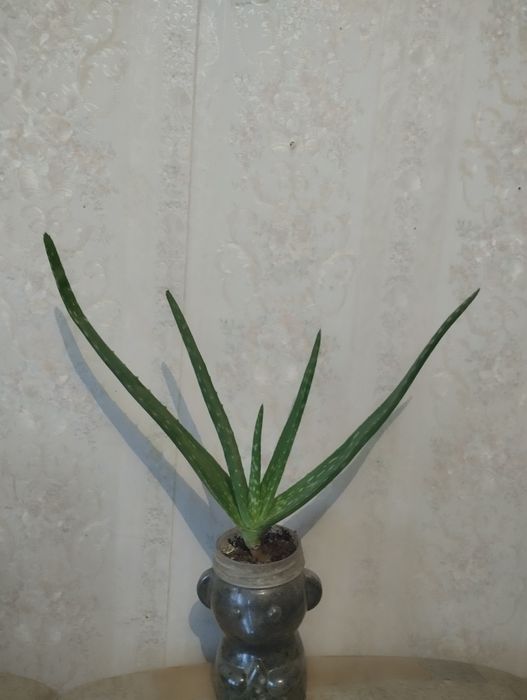 Растения по тысячи .