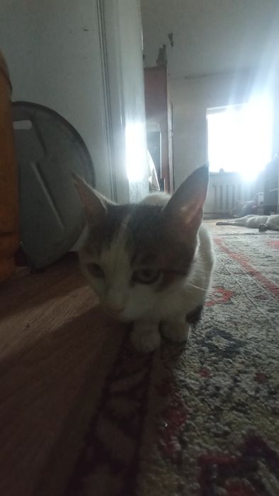 Отдам в хорошие руки