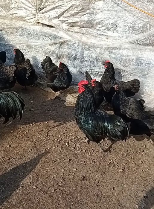 Pui de gaina  australorp