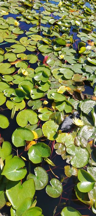 Vand nuferi, plantați în ghivece, roz alb și portocaliu