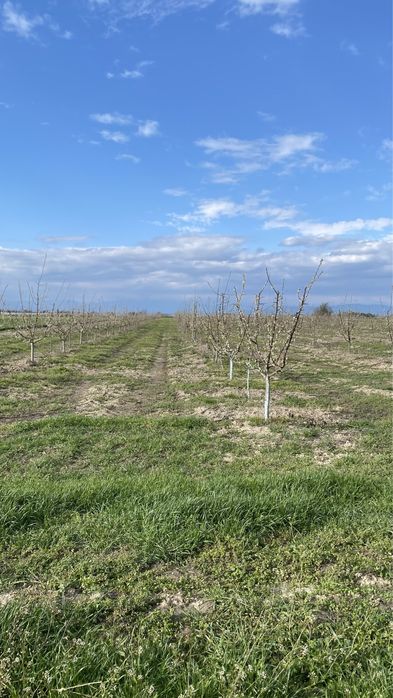 Продава се Земеделски имот в с. Крислово, Област Пловдив -  кв.м за 2267 €/дка - Снимка #14