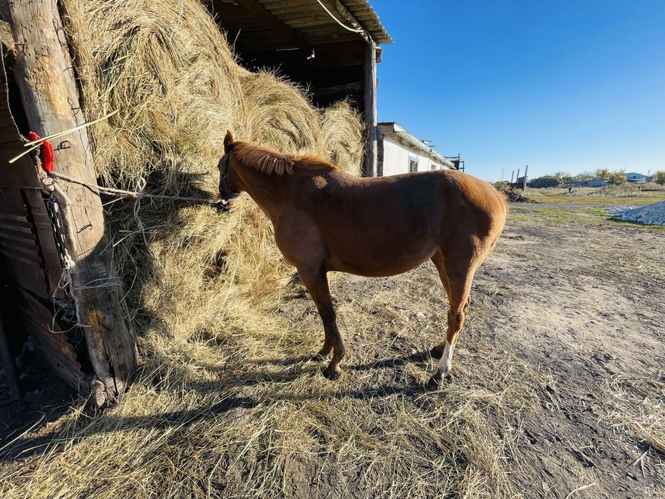 Продается Чистокровный