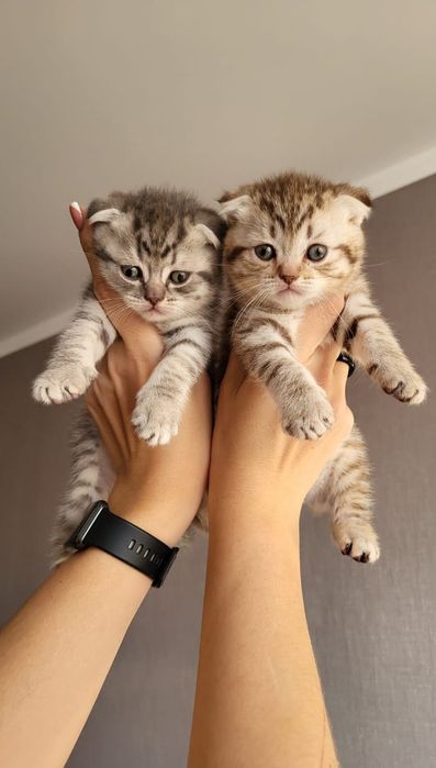 Вислоушки Нежные Плюшки.