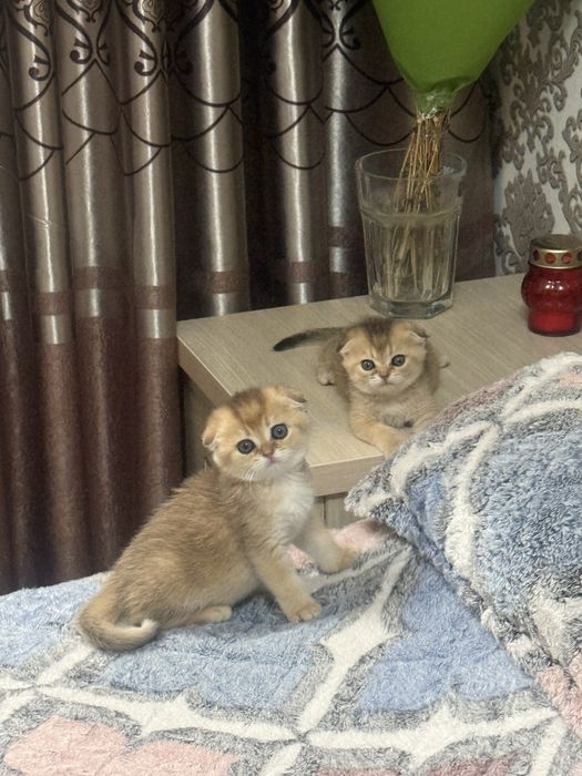 Продаются котята