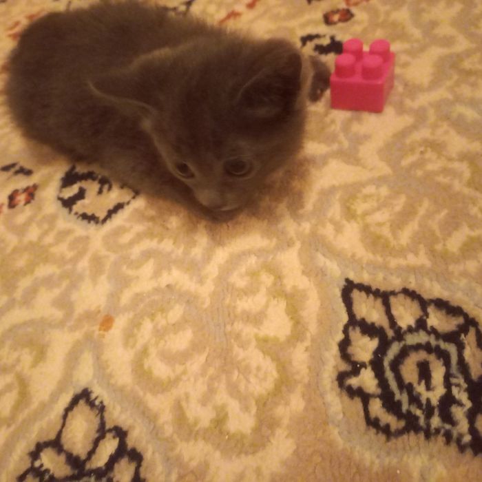 Котёнок мальчик 1,5 месяца