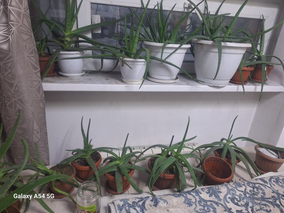 Алое, Алоэ, Алое- столетник