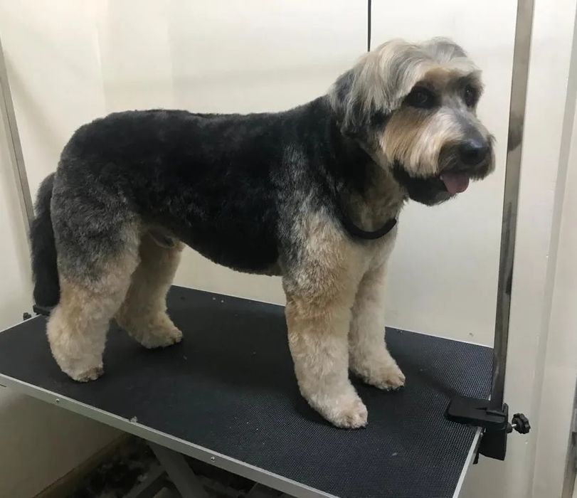 Стрижка, груминг, экспресс линька