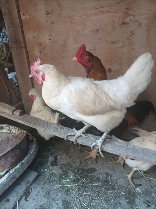 Joydori tovuqlar sotiladi xamasi tug'adi