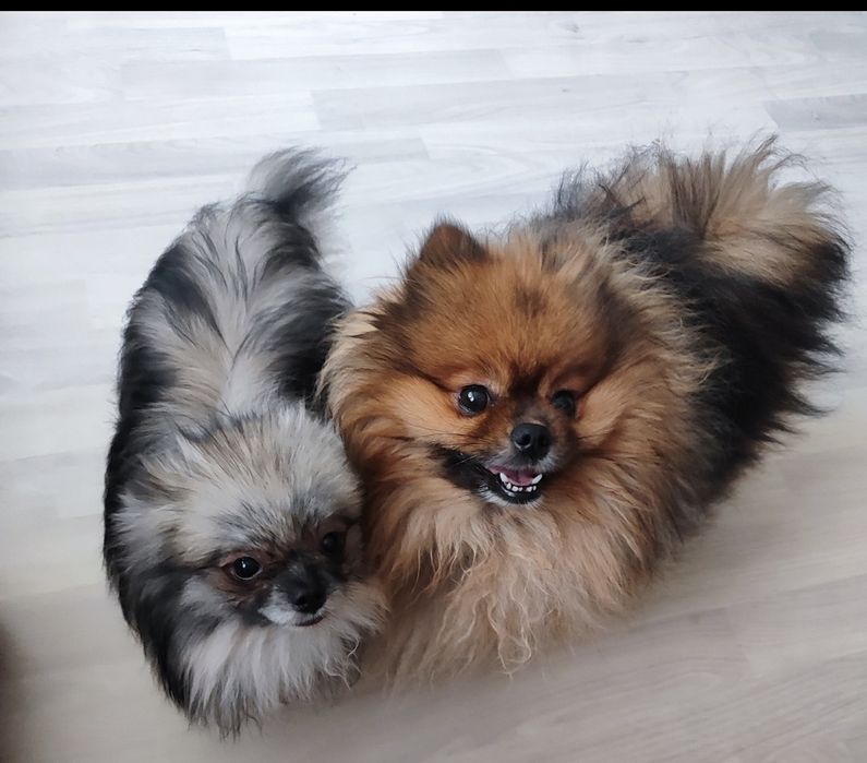 Померанский шпиц