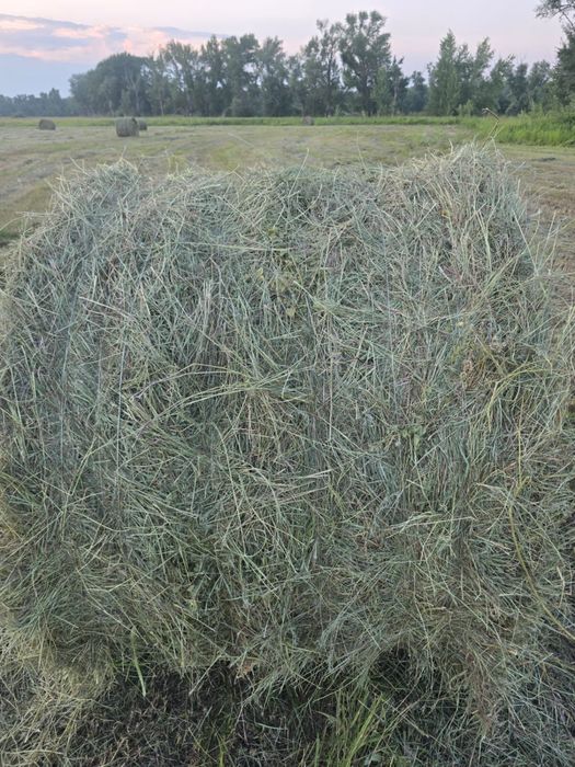 Продам сено луговое