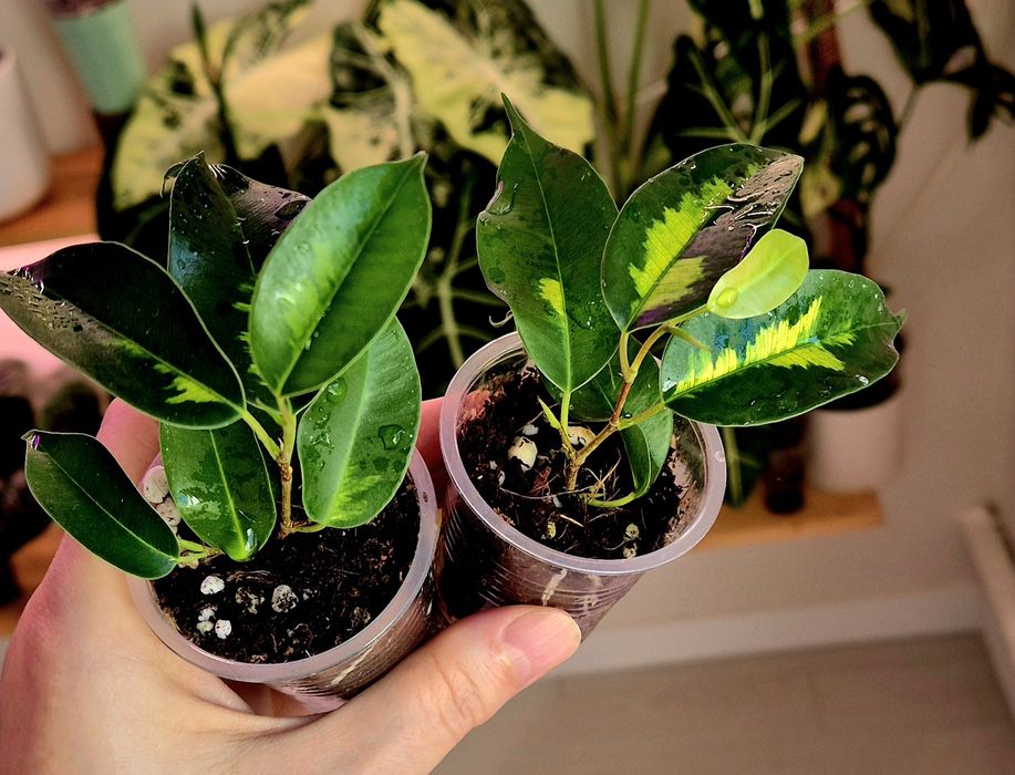 Фикусы разных сортов