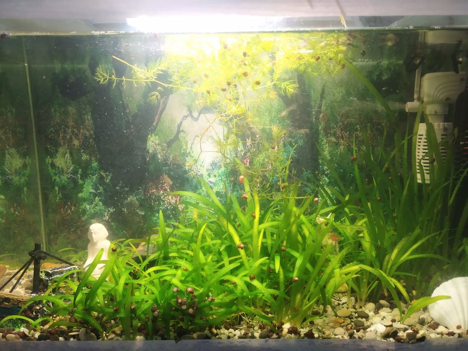 Валиснерия продаю