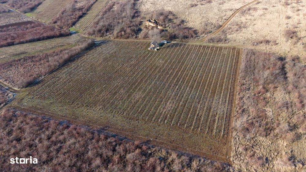 Vita-de-vie Premium  teren de 6800 mp în Covăsinț