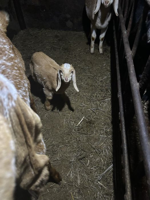 Продажа козлята молодые