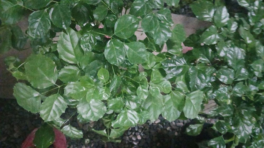 Tabiiy tuvakliy gullar sotiladi