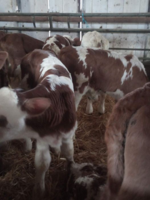 De vanzare vitei Bălțați și limuzini