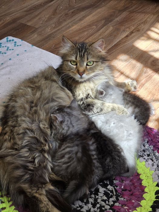 Отдам красивых котят