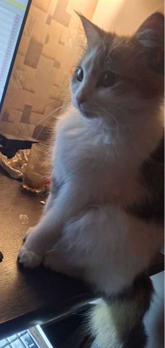 Пропала кошечка Лиза