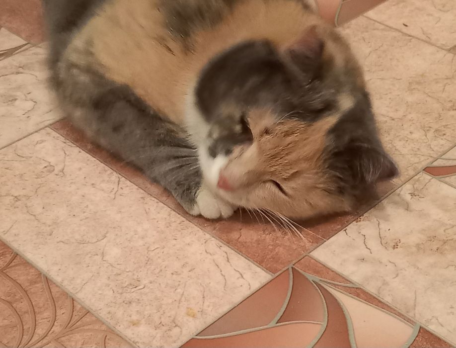 Кошка стерилизованая