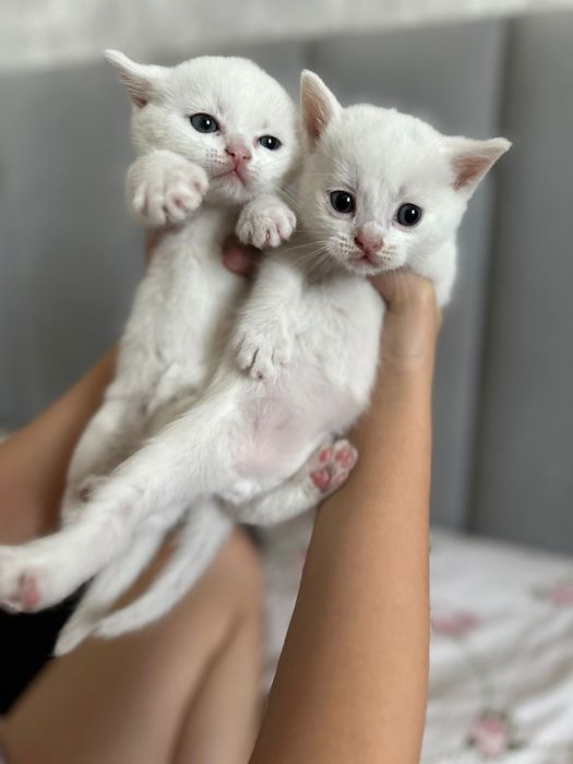 Бесплатно котята мальчики