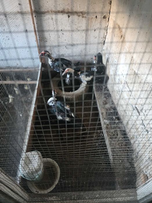 Индоутка. Индо ордаклари