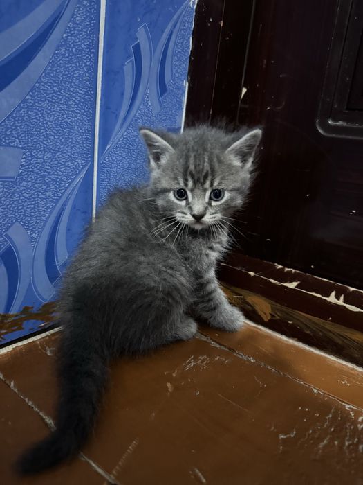 Скоттиш фолд ва скоттиш страйт сотилади нархи 100$ келишилади