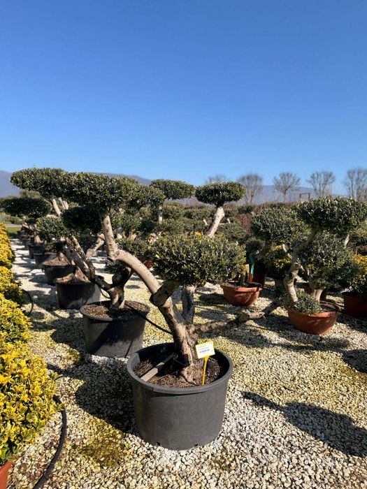 Plante pentru Curți și Grădini cu Aspect Natural