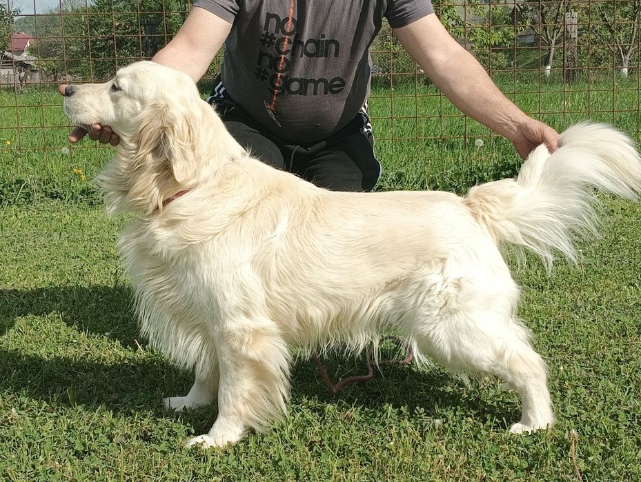Fetița Golden Retriever cu Pedigree FCI